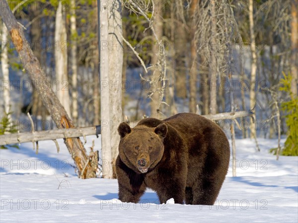 European brown bear