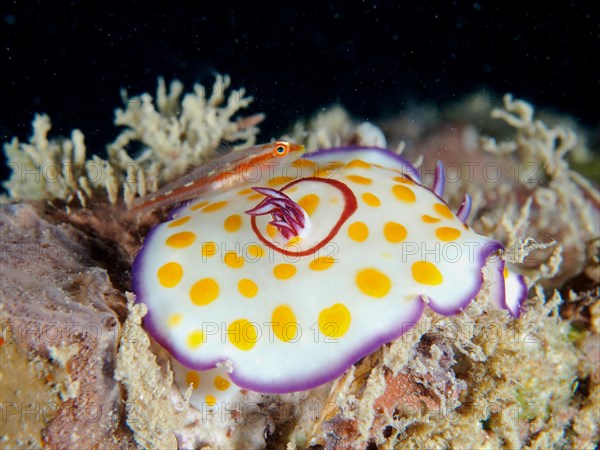 Ringed star snail Star snail