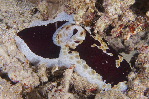 Sofa cushion snail