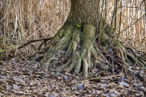 Root system of a old tree at the shore of a lake Franconia