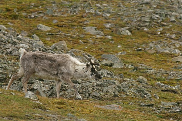 Svalbard reindeer