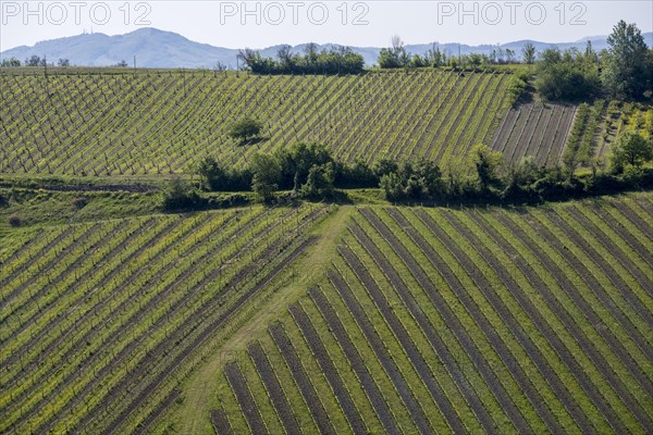 Vineyards in the hilly landscape