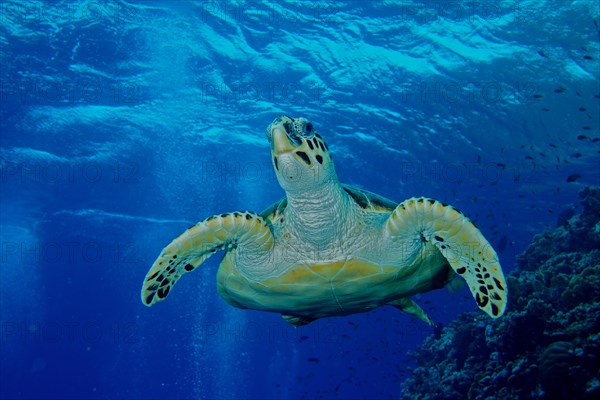 Hawksbill sea turtle