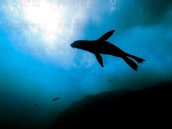 Silhouette of cape fur seal