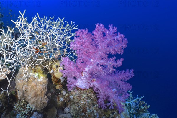 Hemprich's tree coral