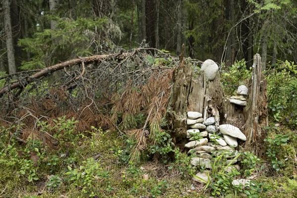 Tree stump with cairn in the forest