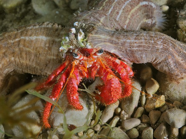 Large red hermit crab