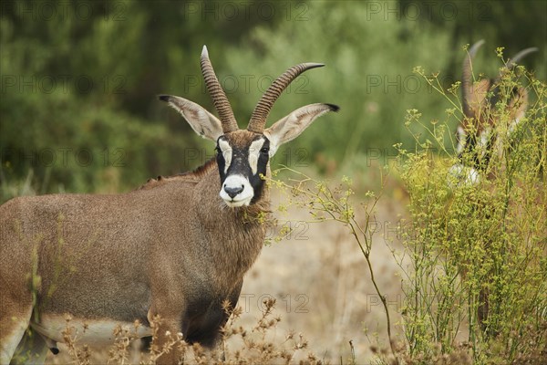 Sable antelope