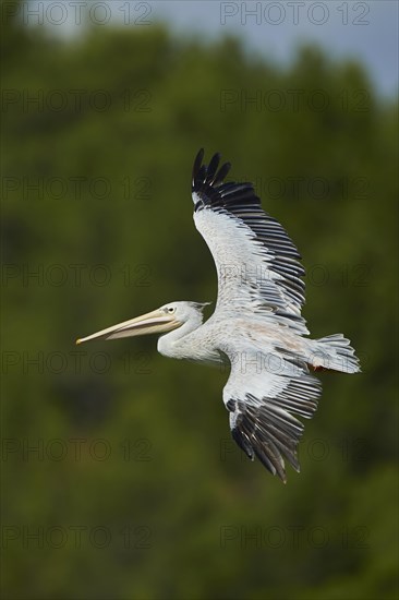 Great white pelican