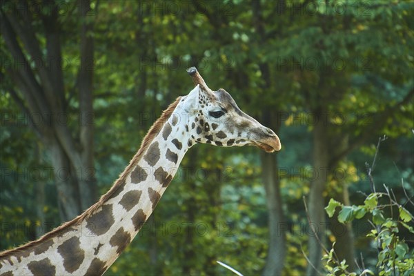 Reticulated giraffe