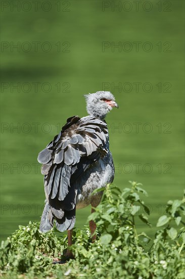 Southern screamer