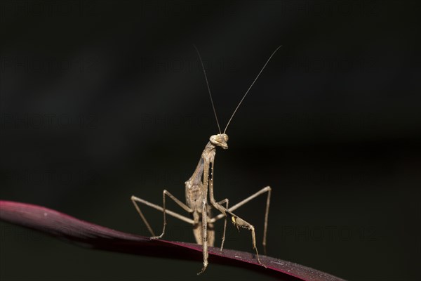 Asian jumping mantis