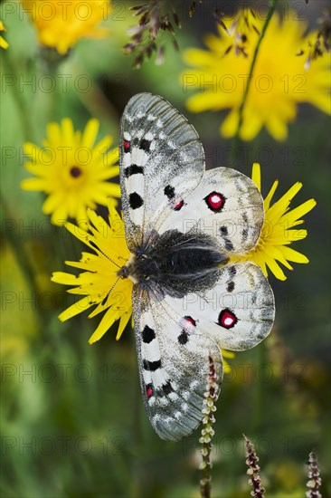 Alpine Apollo