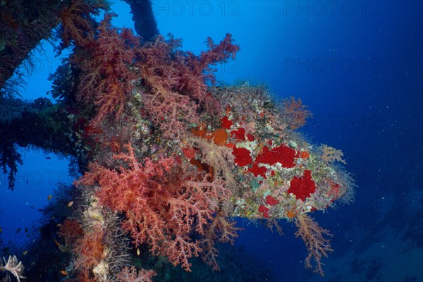 Propeller of the Dunraven overgrown with Hemprich's tree coral