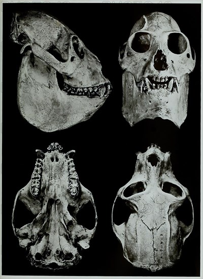 Skull bone