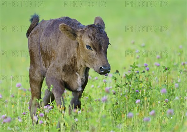 Domestic cattle