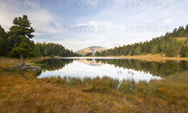 Schwarzsee with stone pine and reflection