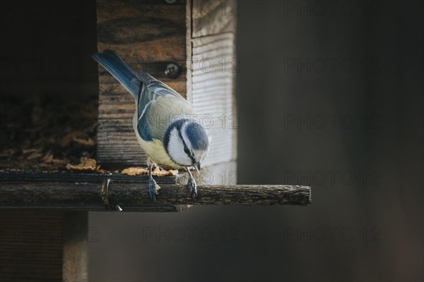 Blue Tit