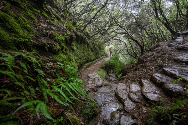 Hikers on a footpath with steps through dense forest