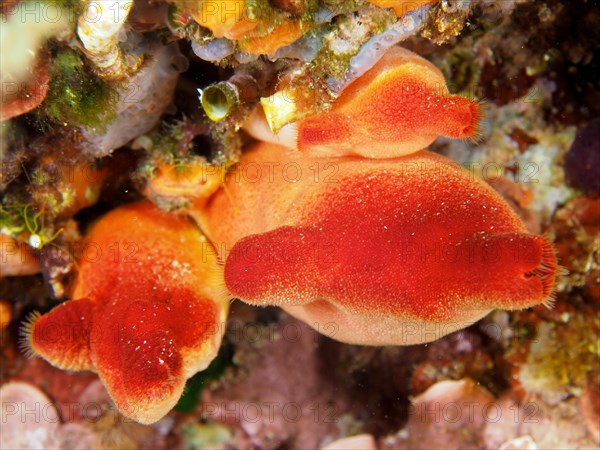 Red sea squirt