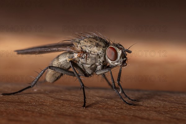 Macro shot of a house fly standing on a wooden table