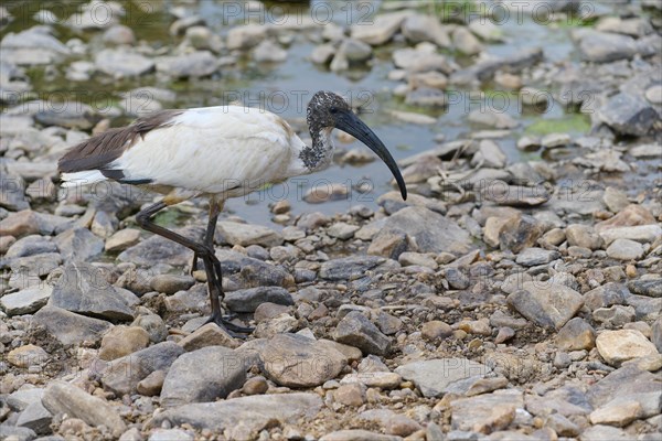 African Sacred Ibis