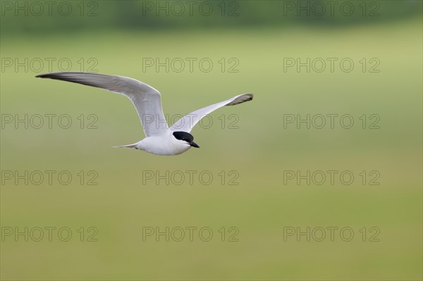 Gull-billed tern