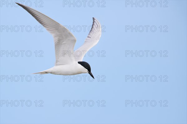 Gull-billed tern