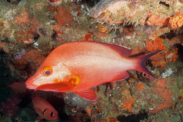 Humpback red snapper