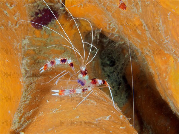 Banded coral shrimp