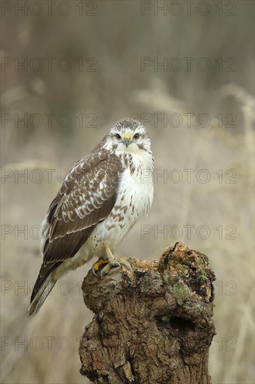 Common steppe buzzard