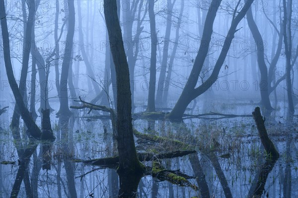 Flooded alder swamp on the shore of Lake Duemmer