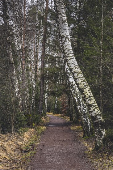 Footpath in the Schwenninger moss nature reserve