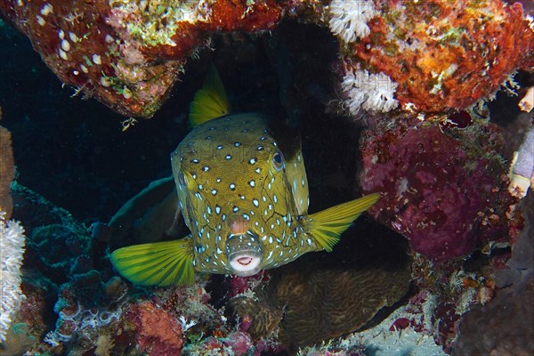 Portrait of yellow boxfish