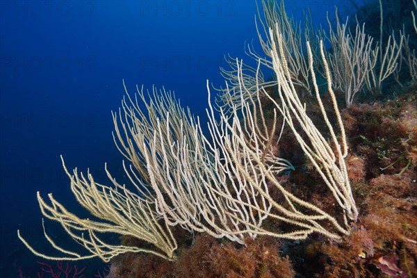 Several specimens of White Gorgonian