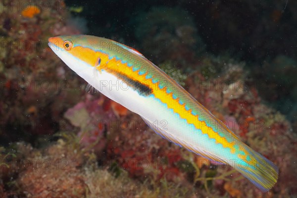 Mediterranean rainbow wrasse