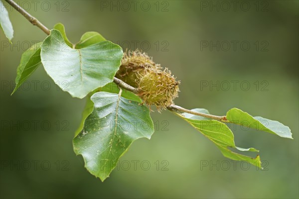 Beechnuts on a copper beech