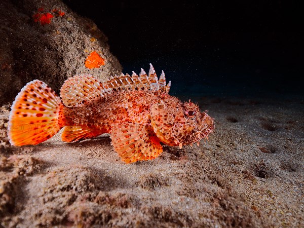 Red scorpionfish