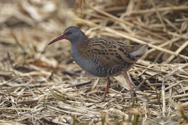 Water rail