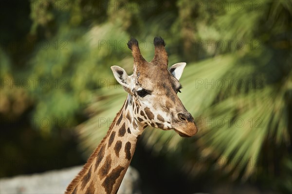 Reticulated giraffe