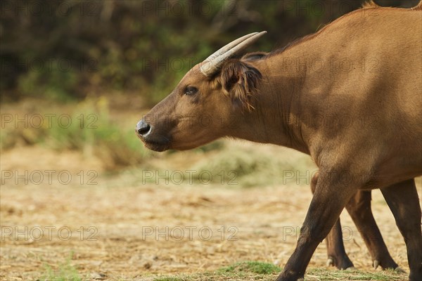 Portrait of a Forest buffalo