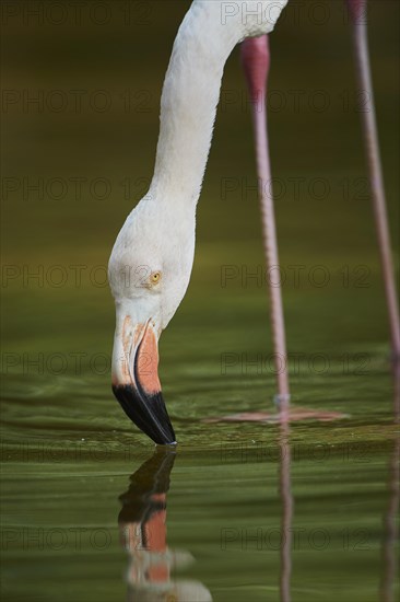 Portrait of an American flamingo