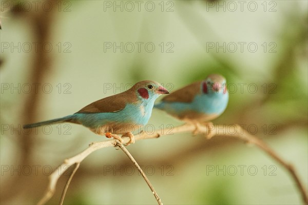 Red-cheeked cordonbleu