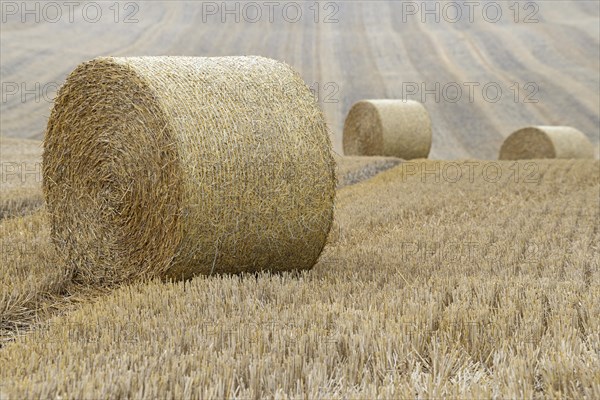 Grain field