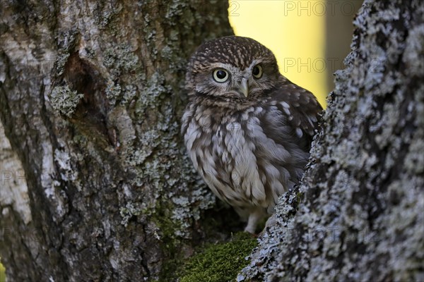 Pygmy Owl