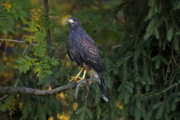 Harris's hawk