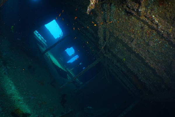 Contrast of light and shadow in the upper deck of the Giannis D create a moody atmosphere. Dive site Giannis D wreck