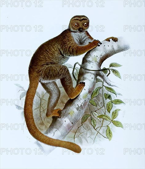 Eastern woolly lemur