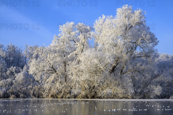 River landscape with hoarfrost and ice