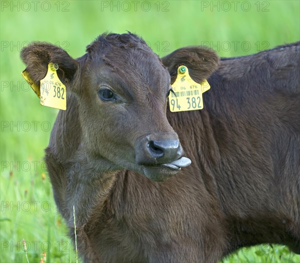 Domestic cattle